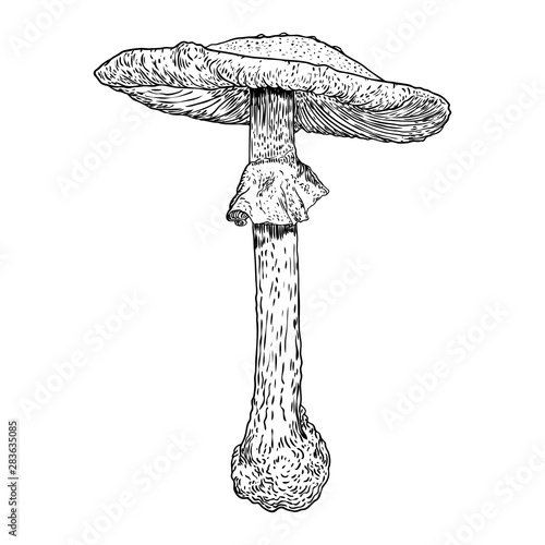 Poison Mushroom. Realistic hand drawing sketch. Vector