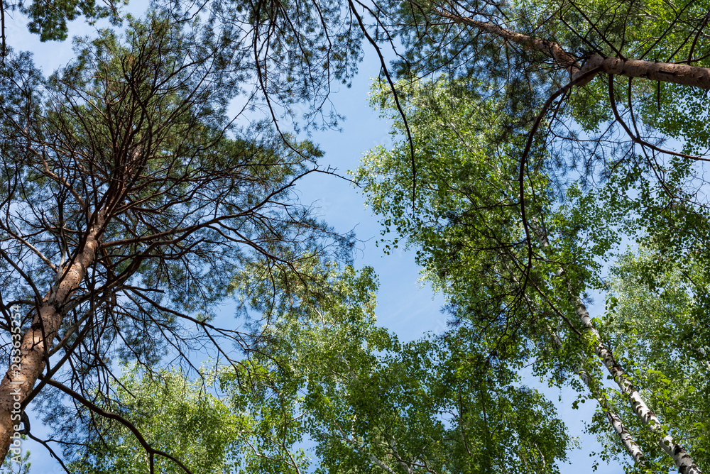 Fototapeta premium Pine, birch and sky.