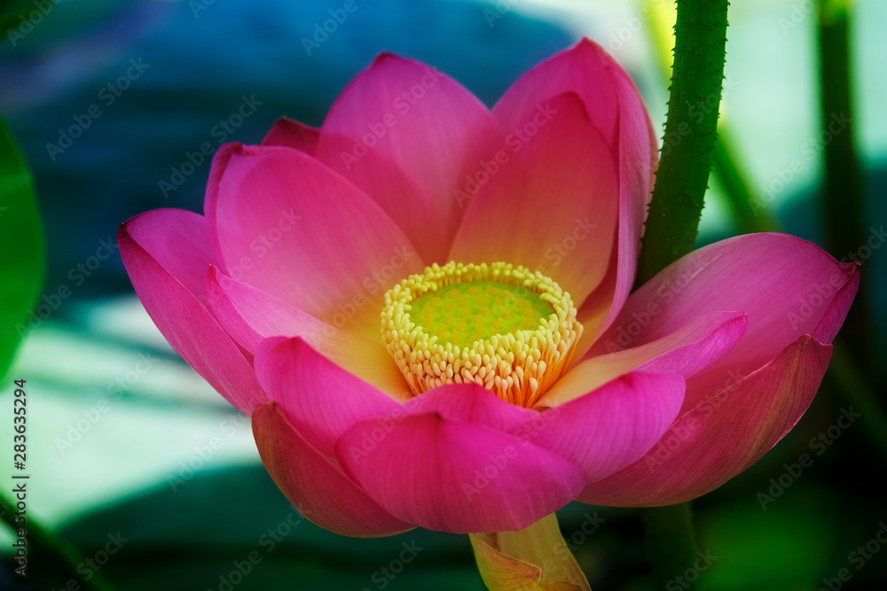 Chinese lotus in full bloom. Chinese lotus in full bloom.