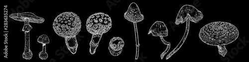 Set of Poison Mushrooms. Beautiful, realistic hand drawing sketch of mushroom. Vector