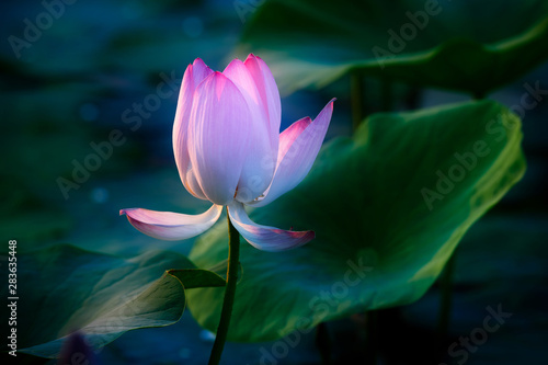 Chinese lotus in full bloom.