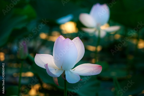 Chinese lotus in full bloom.