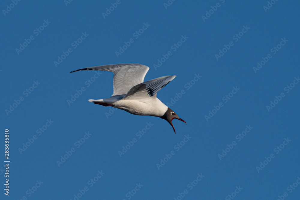Melincue, Santa Fe, Argentina. A brown-hooded gull (Larus maculipennis) flying against a clear deep blue sky. Melincue, Santa Fe, Argentina. A brown-hooded gull (Larus maculipennis) flying against a clear deep blue sky.