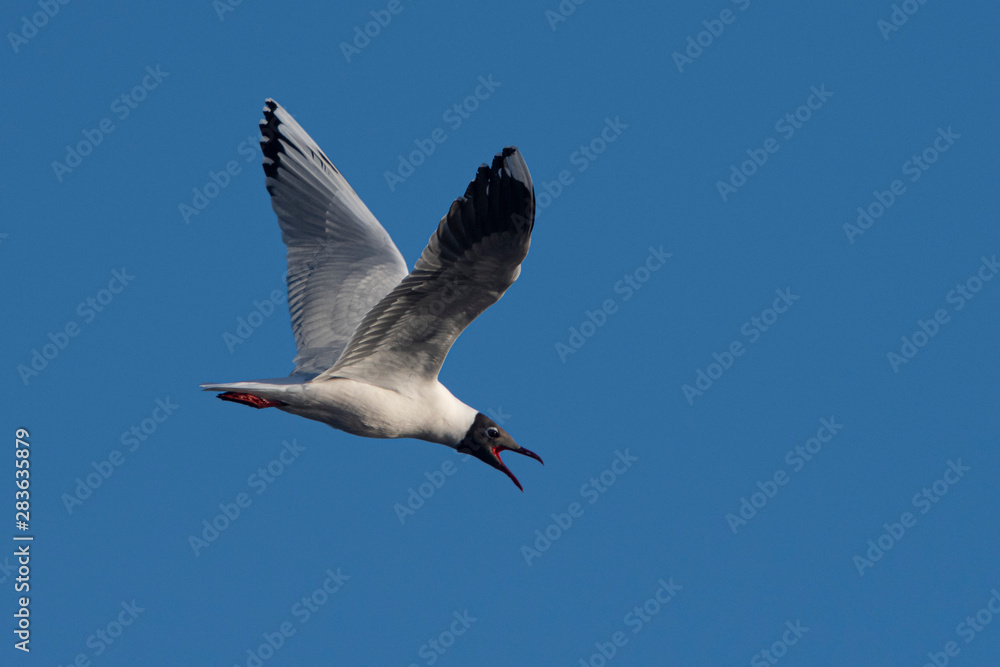 Melincue, Santa Fe, Argentina. A brown-hooded gull (Larus maculipennis) flying against a clear deep blue sky. Melincue, Santa Fe, Argentina. A brown-hooded gull (Larus maculipennis) flying against a clear deep blue sky.