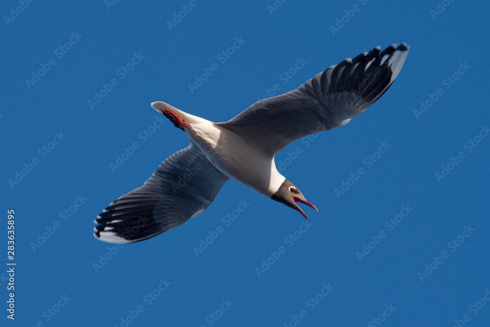 Obraz premium Melincue, Santa Fe, Argentina. A brown-hooded gull (Larus maculipennis) flying against a clear deep blue sky.
