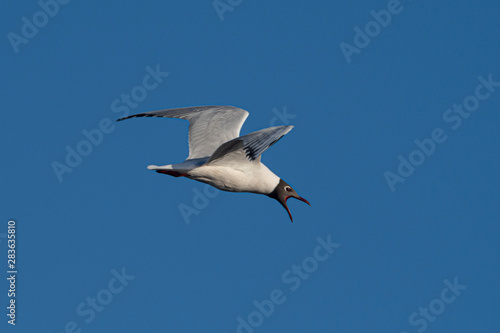 Melincue, Santa Fe, Argentina. A brown-hooded gull (Larus maculipennis) flying against a clear deep blue sky.