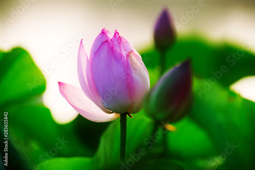 Chinese lotus in full bloom.