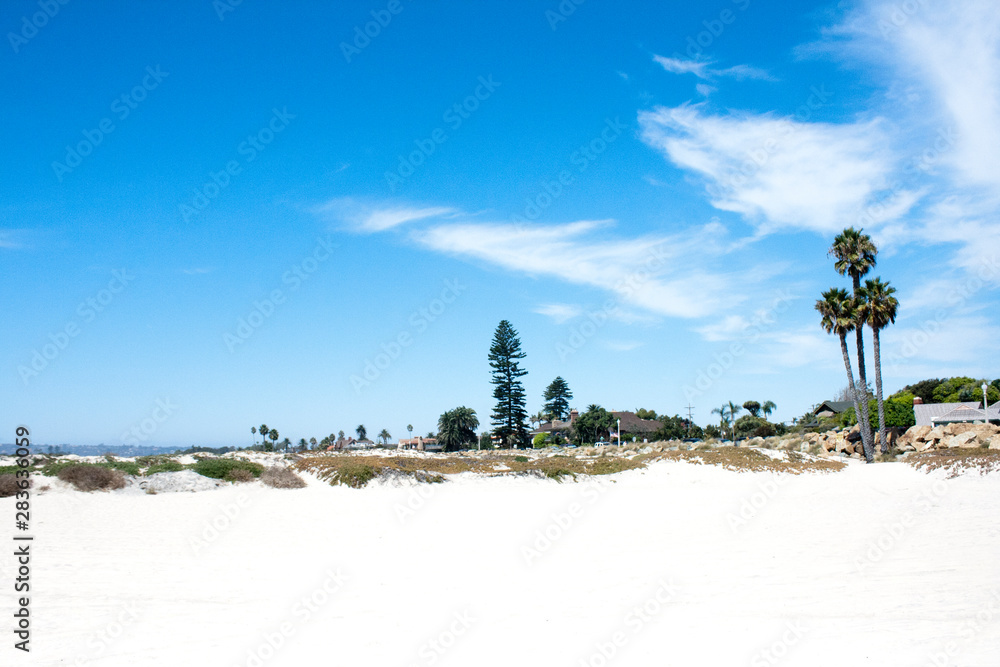 landscape with palm trees and blue sky