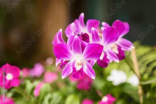 Pink orchid with natural background.