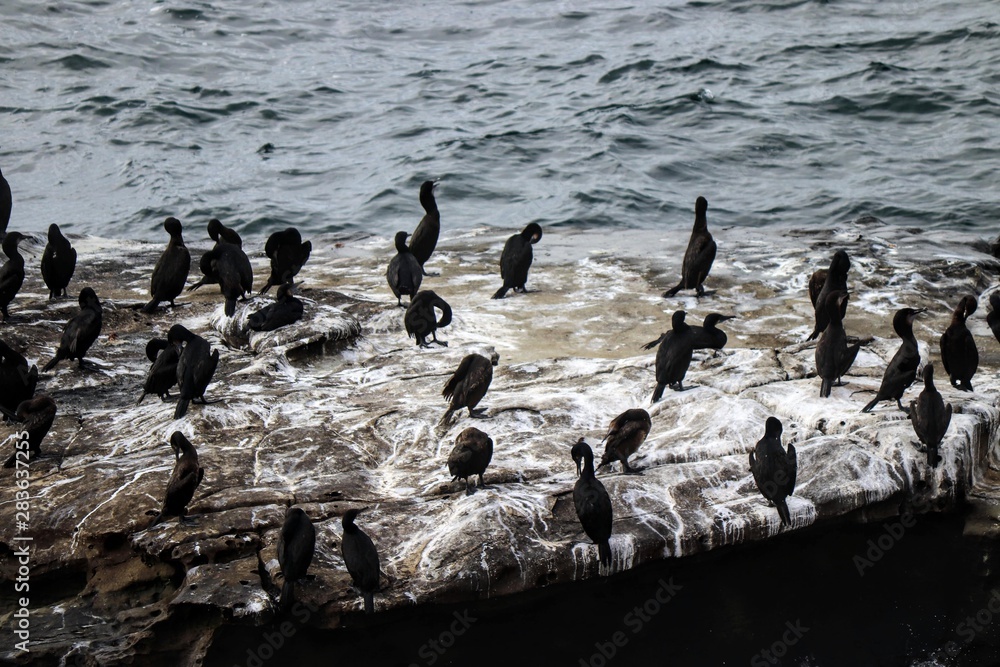 Fototapeta premium Cormorants at La Jolla Cove