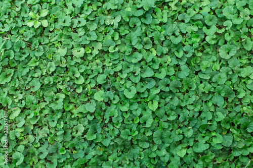Wallpaper Mural Beautiful green leaf texture background Torontodigital.ca