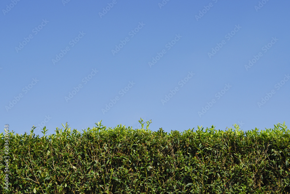 Obraz premium 生垣 空 素材