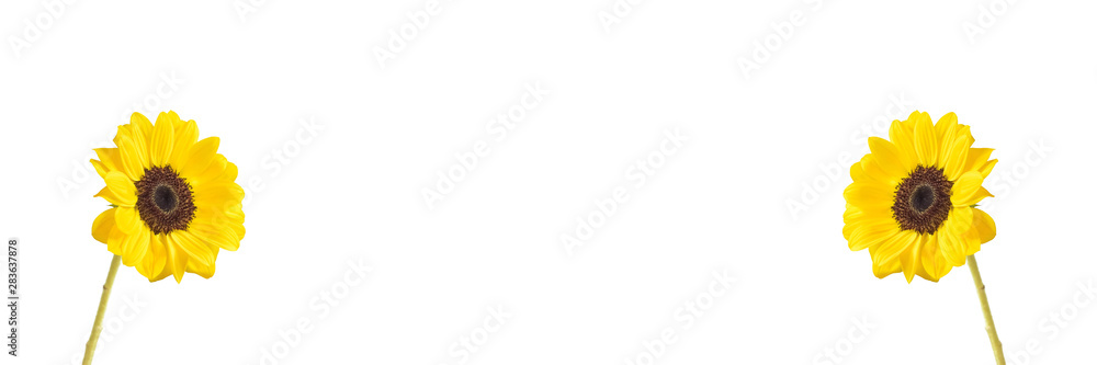 Obraz premium Sunflower background material with copy space. ひまわりの背景素材 コピースペースあり