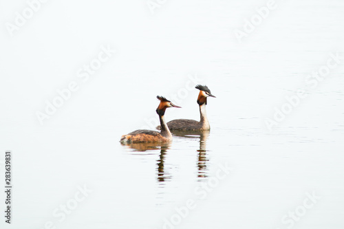 Crested Grebe, Podiceps cristatus, Podicipediformes, Podicipedidae, Australasian Crested Grebe, Bird On lake, Animals And Wildlife In New Zealand