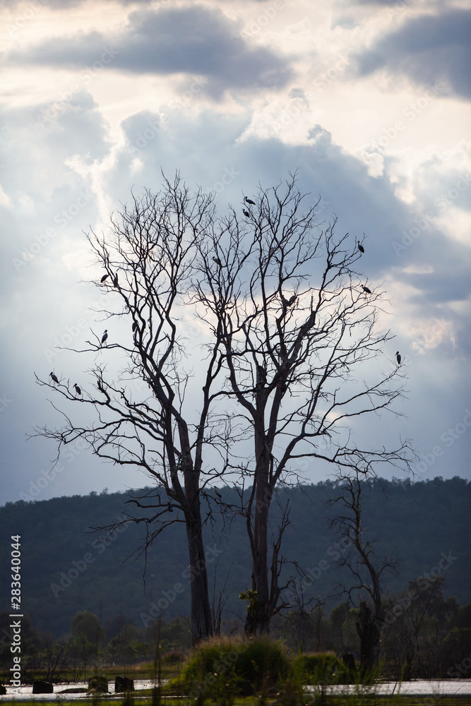 Asian openbill or Asian openbill stork on trees in the nature. Asian openbill or Asian openbill stork on trees in the nature.