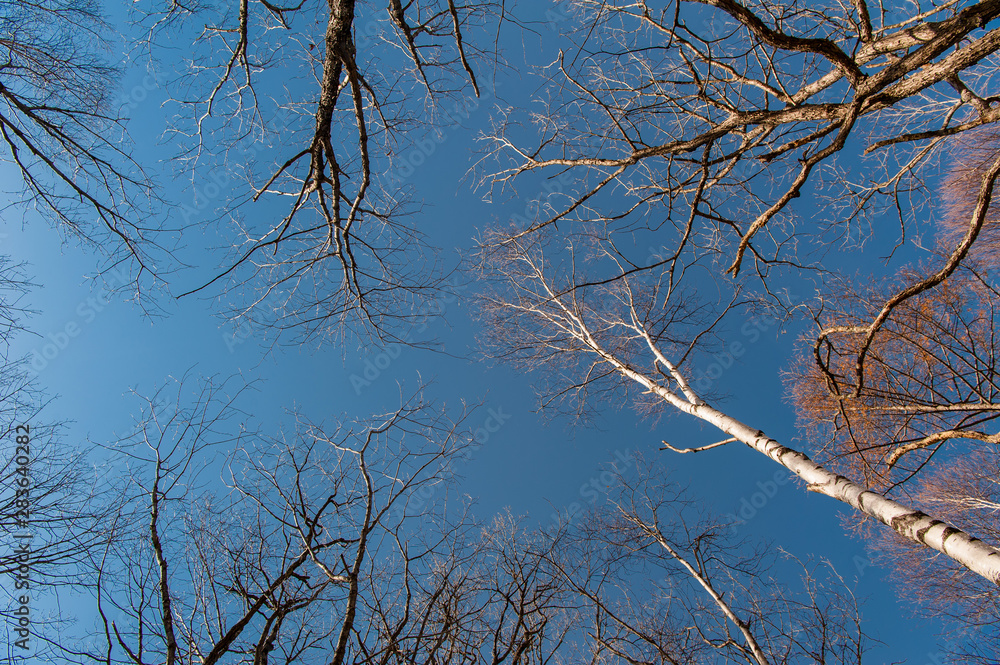 Looking up at the sky in the forest, Autumn at Senjogahara plateau in Nikko national park, Nikko Tochigi, Japan Looking up at the sky in the forest, Autumn at Senjogahara plateau in Nikko national park, Nikko Tochigi, Japan