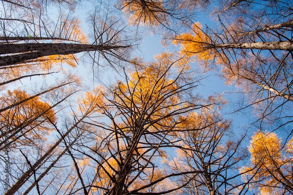 Obraz premium Looking up at the sky in the forest, Autumn at Senjogahara plateau in Nikko national park, Nikko Tochigi, Japan