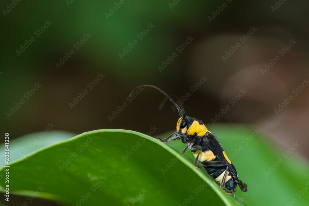 Naklejka premium Wasp beetle on a leaf