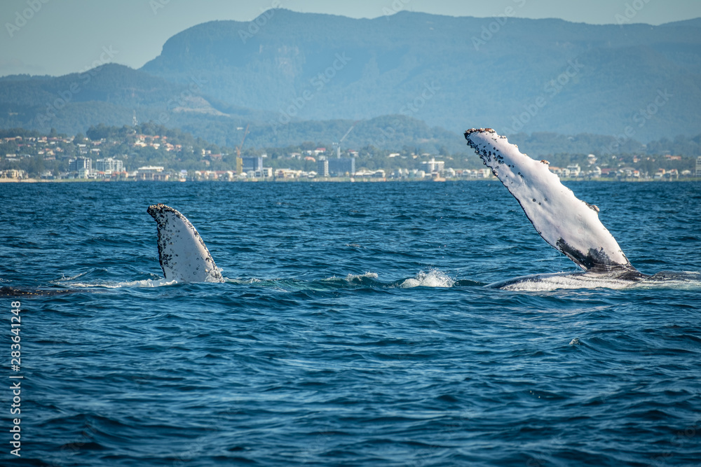 Fototapeta premium Whale pec fin hello 