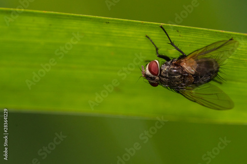 A  flesh fly on the grass leaf photo