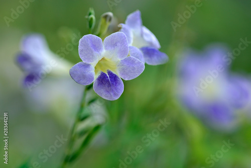 Purple flower in close range with green bokeh in background