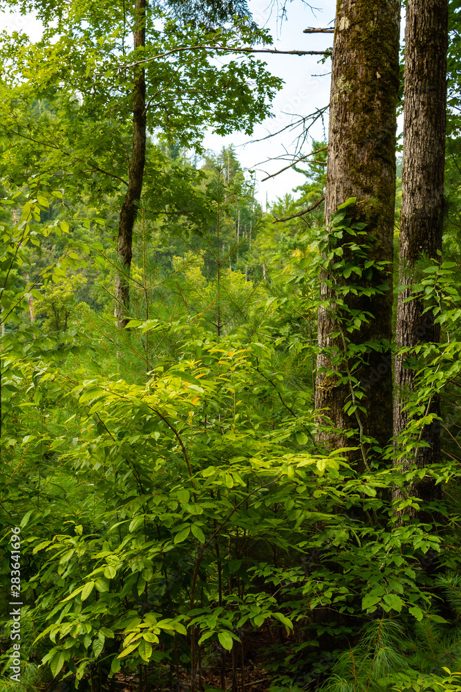 Smoky Mountains landscape Smoky Mountains landscape