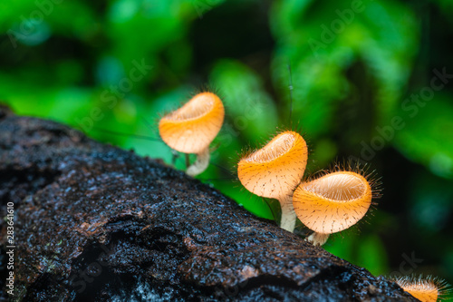 Strange of mushroom in the rainforest.