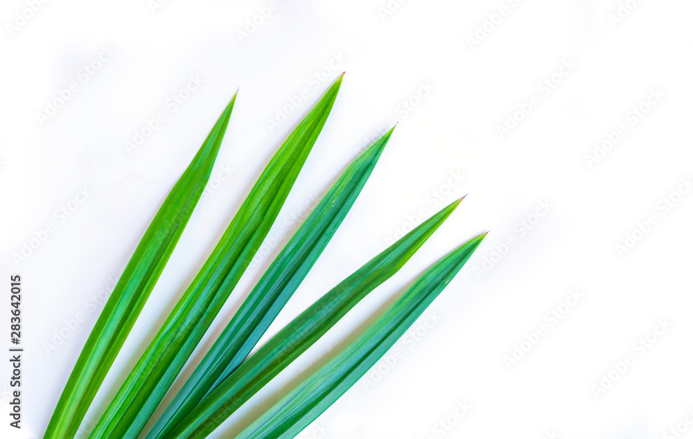 Pandan leaf. Pandan leaf.