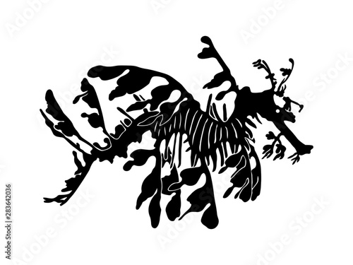 Leafy seadragon