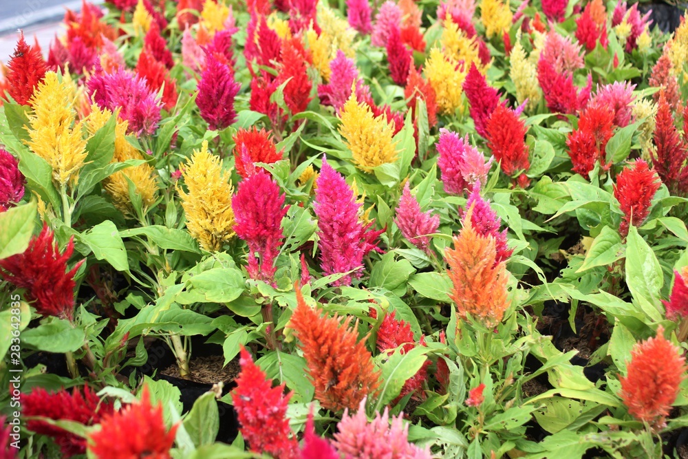 Flowers Don't Care Where They Grow Flowers Don't Care Where They Grow