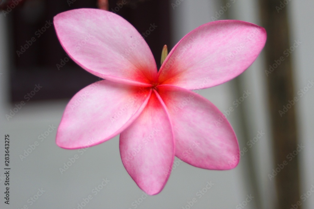 Flowers Don't Care Where They Grow Flowers Don't Care Where They Grow