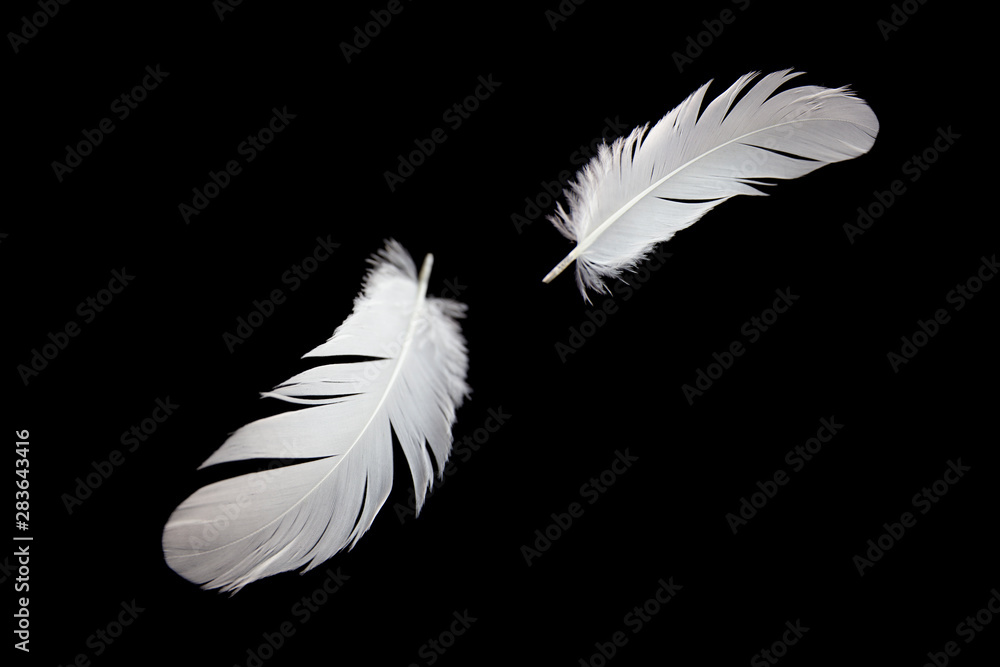 feather floating in the air, isolated on black background feather floating in the air, isolated on black background