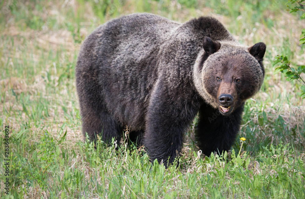 Grizzly bears during mating season in the wild