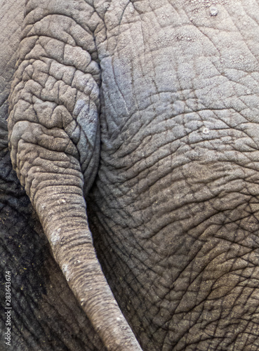 tail of an elephant with close up wrinkles