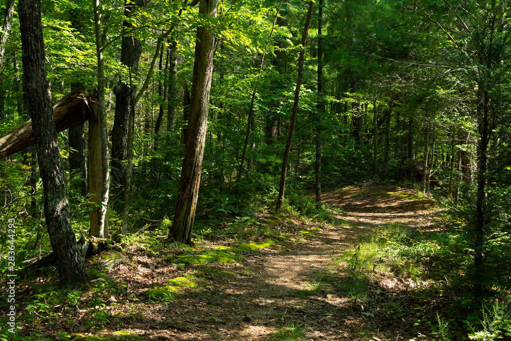 Obraz premium Trail through the Smokys