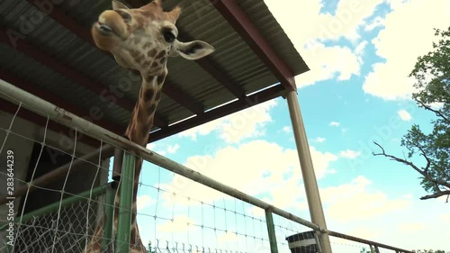 Giraffes in bioparque monterrey mexico photo