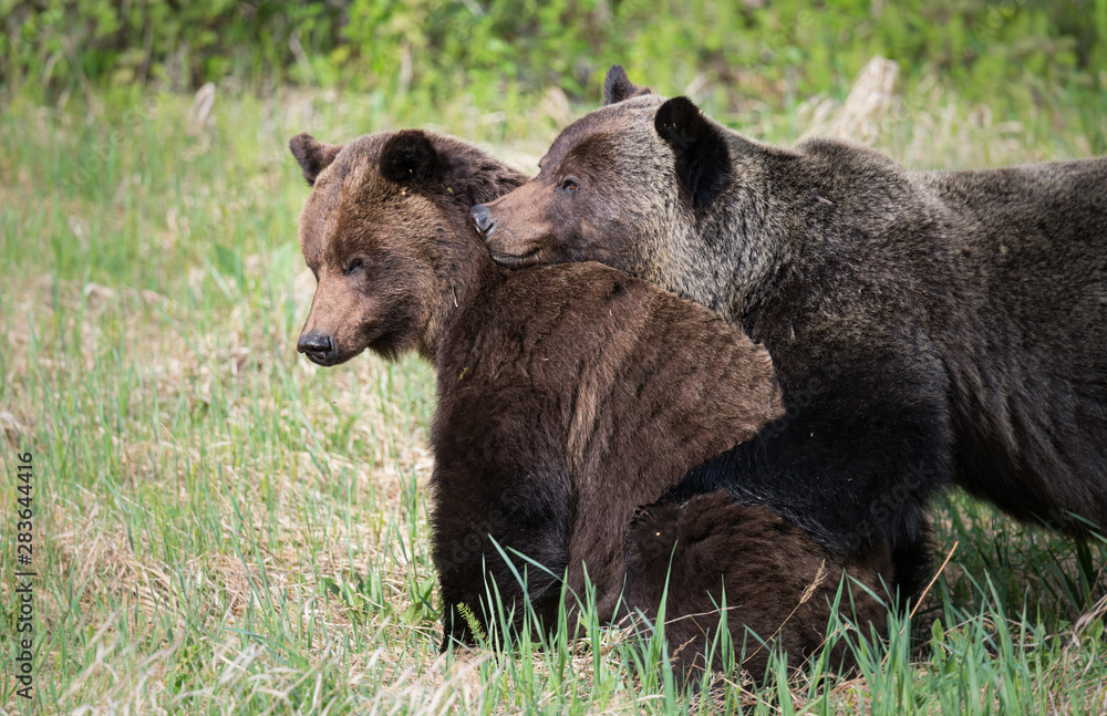 Grizzly bears during mating season in the wild Grizzly bears during mating season in the wild