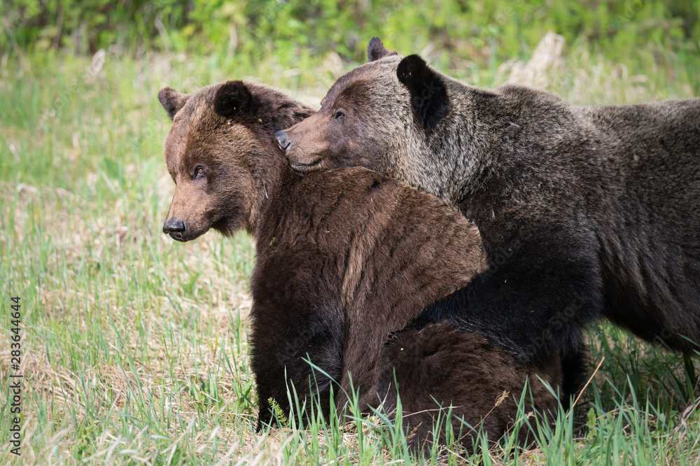 Fototapeta premium Grizzly bears during mating season in the wild