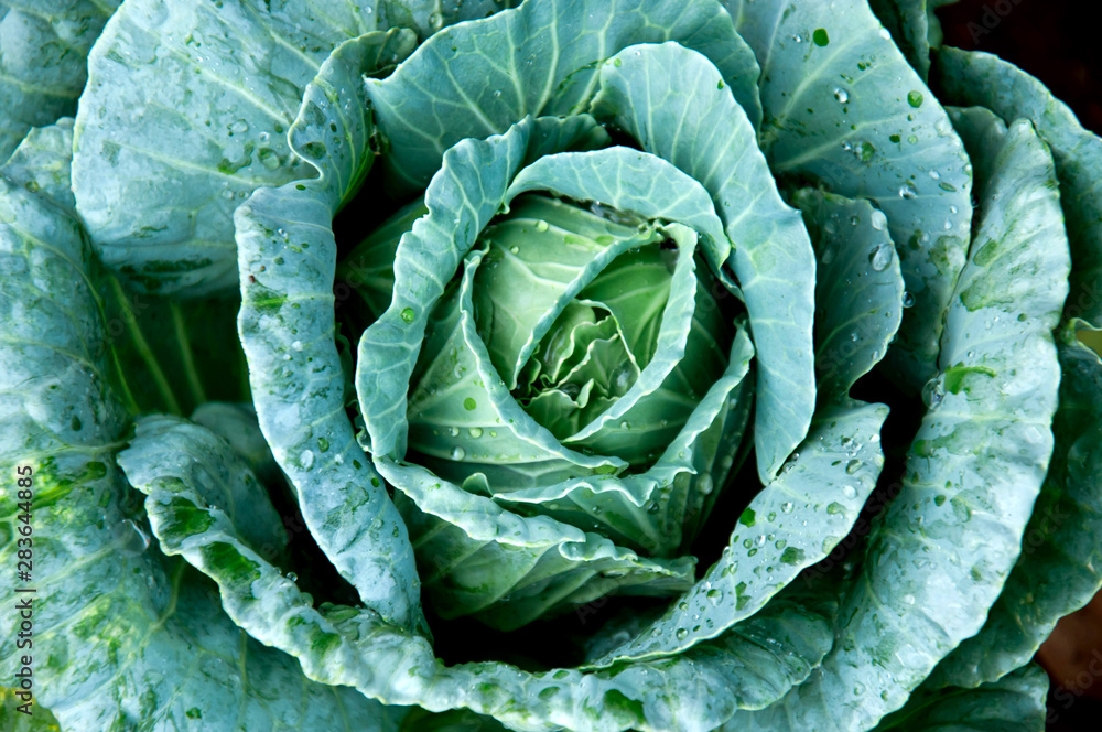 Obraz premium Green cabbage is wrapped in the head.