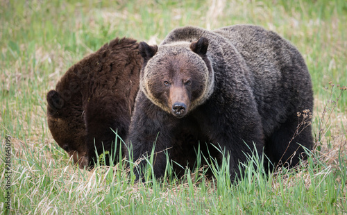 Wallpaper Mural Grizzly bears during mating season in the wild Torontodigital.ca