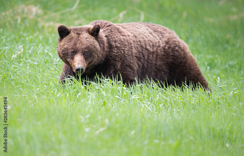Grizzly bears during mating season in the wild Grizzly bears during mating season in the wild