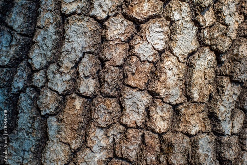 Bark of an Oak Tree 