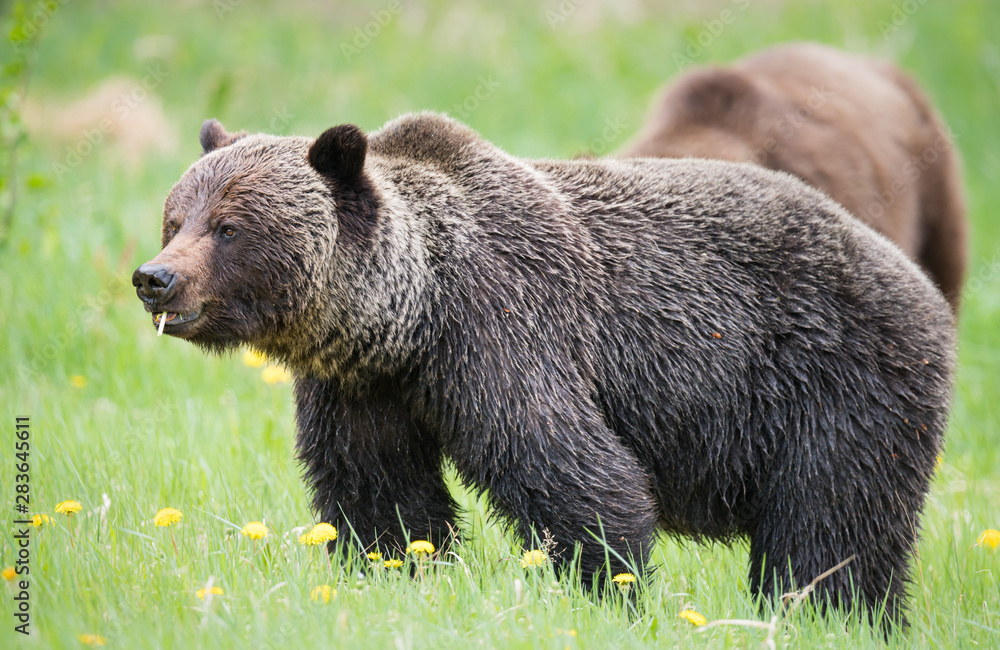 Grizzly bears during mating season in the wild Grizzly bears during mating season in the wild