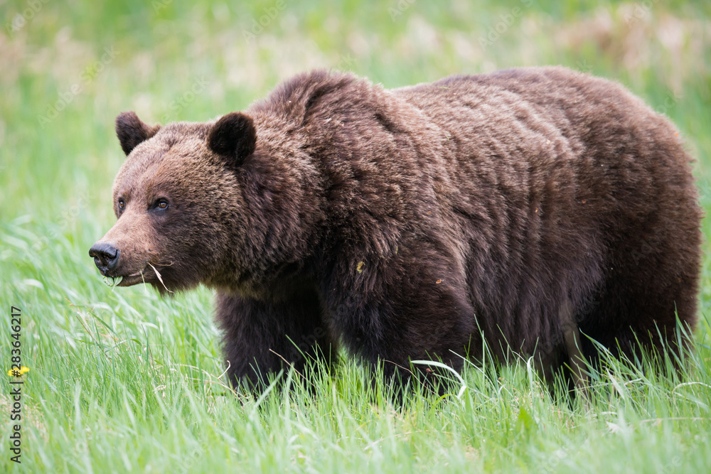 Grizzly bears during mating season in the wild