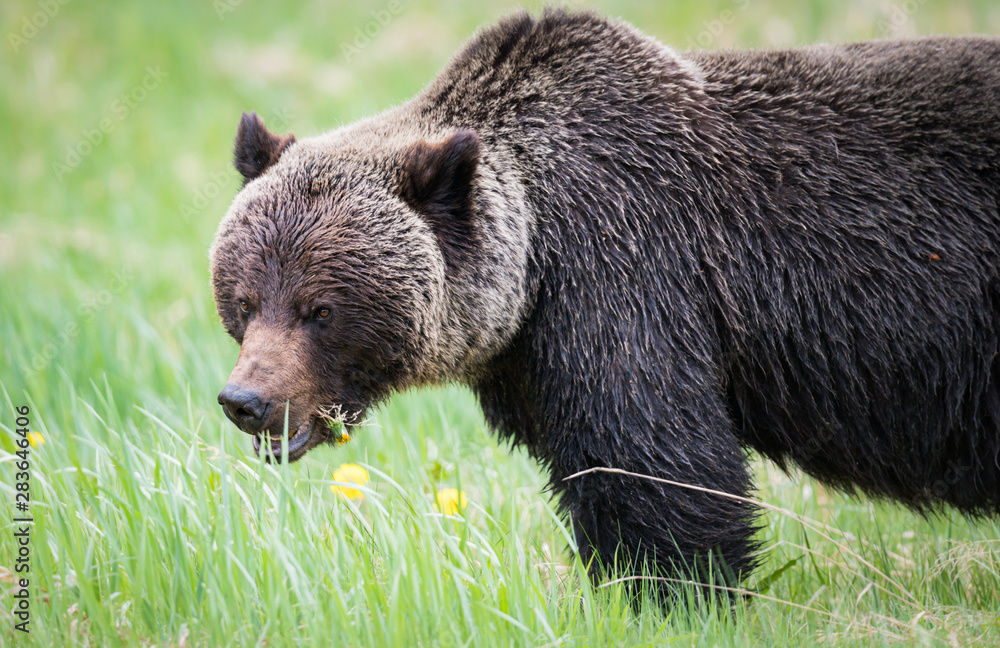 Grizzly bears during mating season in the wild Grizzly bears during mating season in the wild