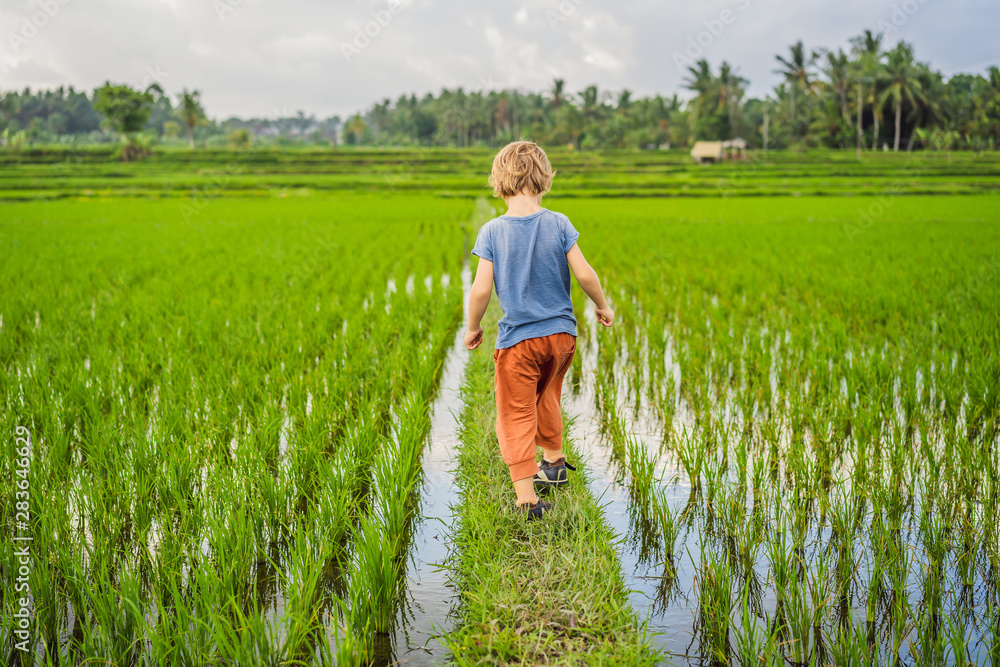 Tourist boy walks in a rice field. Traveling with children concept. Kids friendly place Tourist boy walks in a rice field. Traveling with children concept. Kids friendly place