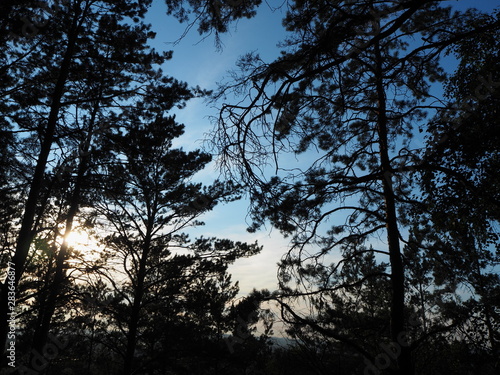 the forest the morning sun shines through the trees