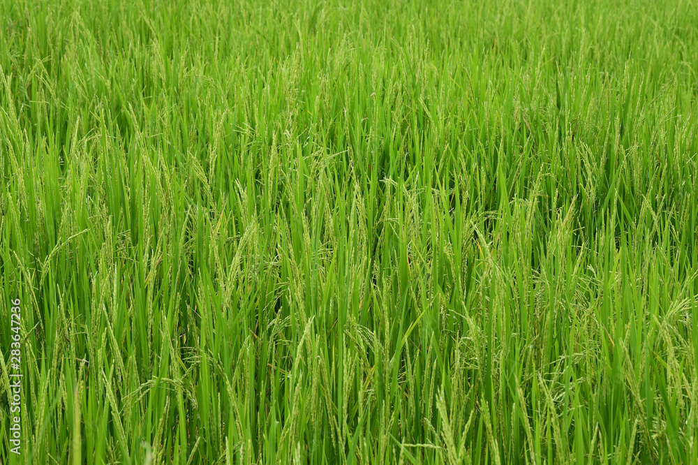close up of ripening rice in a paddy field close up of ripening rice in a paddy field