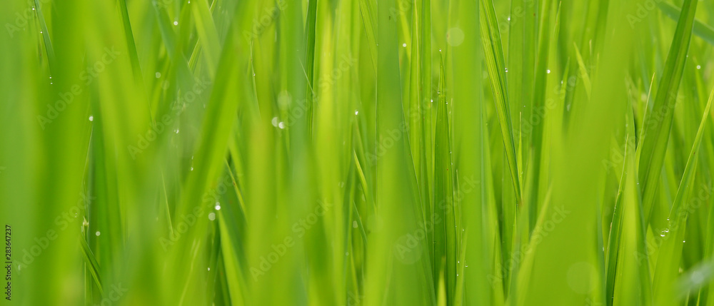 close up of ripening rice in a paddy field