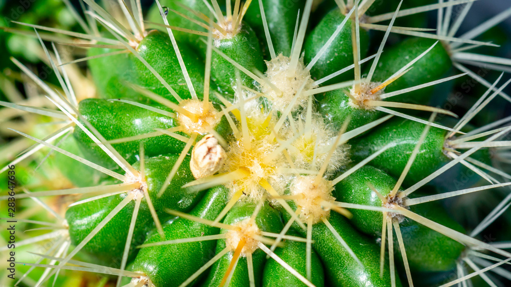 closeup of green cactus with sharp spikes closeup of green cactus with sharp spikes